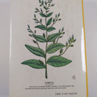 Josephus Goodenough : Dr. Goodenough's Home Cures and Her... - pikkukuva 2