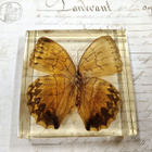 Natura Obscura – Entomologinen näyte no. 520 - pikkukuva 5