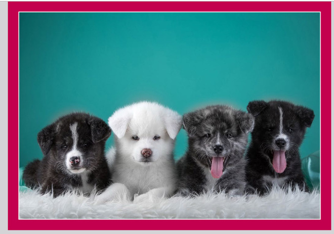 AKITA INU PENNUT *UUSI*