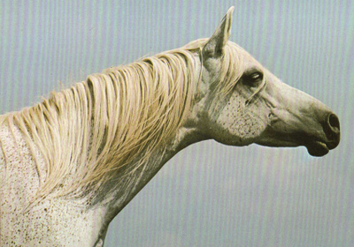 HEVONEN POSTIKORTTI - ARABIAN TÄYSIVERINEN