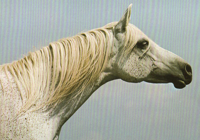 HEVONEN POSTIKORTTI  -  ARABIAN TÄYSIVERINEN