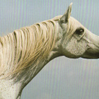 HEVONEN POSTIKORTTI  -  ARABIAN TÄYSIVERINEN - pikkukuva 1