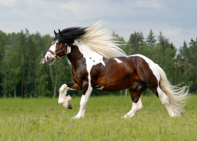 Shire hevonen *uusi*