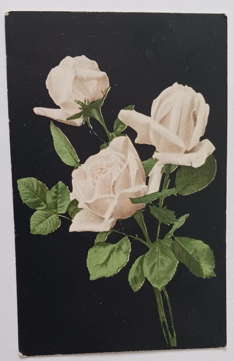 Vaaleanpunaisia ruusuja, vanha väripk, p. 1909