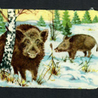ALE - EAS 3102 - Nelkku - Villisika - 1950-luvulta! - pikkukuva 1