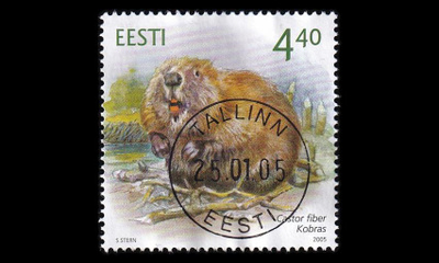 Eesti 504 o Majava loisto (2005)