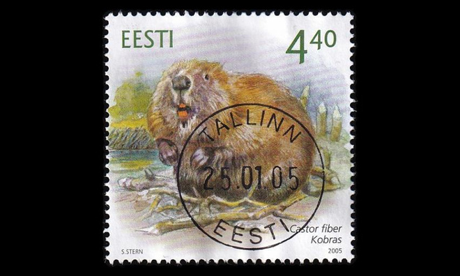 Eesti 504 o Majava loisto (2005)