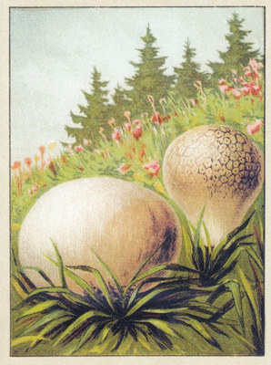 Ukonkuukunen (isohko kortti)