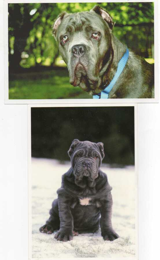 2 MASTINO NAPOLITANO POSTIKORTTIA
