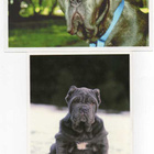 2 MASTINO NAPOLITANO POSTIKORTTIA - pikkukuva 1