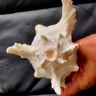 Suuri koristekotilo Chicoreus ramosus 19cm - pikkukuva 4