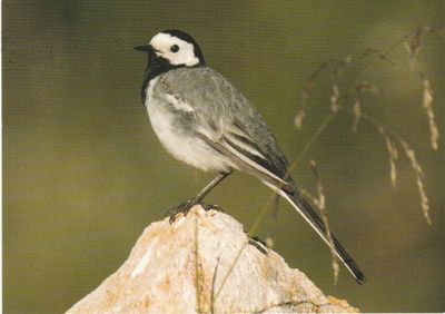 POSTIKORTTI LINNUT, VÄSTÄRÄKKI
