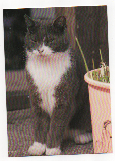 Ercards : KISSA