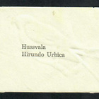 ALE - EO 5804 - Lintunelkku - Räystäspääsky - pikkukuva 2