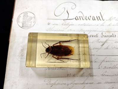 Natura Obscura – Entomologinen näyte no. 337