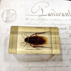 Natura Obscura – Entomologinen näyte no. 337 - pikkukuva 1