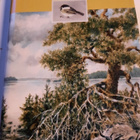 Laila Hietamies : kylä järven sylissä - pikkukuva 1