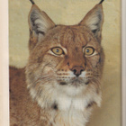 Metsästäjä n:o 3 1990 Riihimäki. Ilves. Riistakolmioverkosto - pikkukuva 4