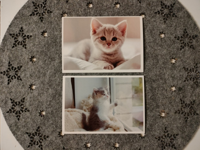 ~Kissa kortti~ 2kpl