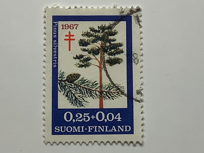 624 / 1967 Puulajeja - Mänty o leimattu
