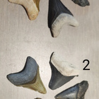 5 eri väristä jättihai megalodonin harvinaista poikashammast - pikkukuva 1