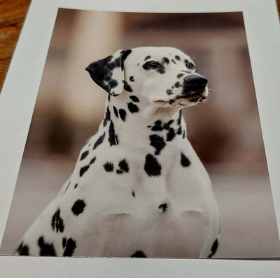 DALMATIANKOIRA pääkuva *uusi*
