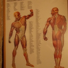 FYSIOTERAPIA TAULU - pikkukuva 1