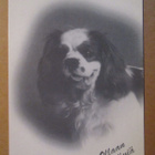 KULKEMATON CAVALIER KINGCHARLESINSPANIELI OLLAAN YSTÄVIÄ - pikkukuva 1