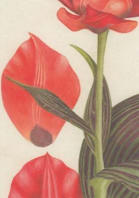 Mary Gierson: Tulppaani - Tulipa greigii