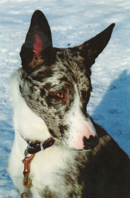 AUSTRALIAN KOOLIE POSTIKORTTI