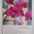Tessa Thomas : Kauniit kasvot kotikonstein - pikkukuva 2