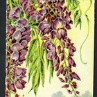 Heller - Nelkku - Kaunis sinisade - 1940-luvulta - pikkukuva 1