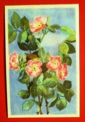 Ahkeraliisa (K9)