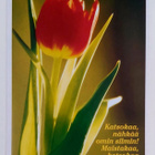 "Punainen tulppaani"-KULKEMATON POSTIKORTTI - pikkukuva 1
