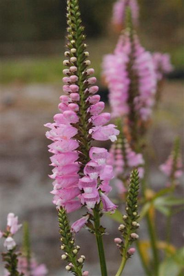 Kellopeippi 'Bouquet Rose', siemeniä 50 kpl