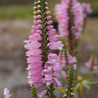 Kellopeippi 'Bouquet Rose', siemeniä 50 kpl - pikkukuva 1