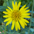 Pukinparta (Tragopogon pratensis), siemeniä 50 kpl - pikkukuva 1
