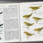 FÅGEL HANDBOKEN - WALTER CERNY - pikkukuva 2