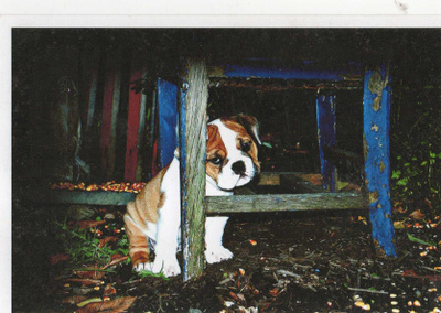 BULLDOG  POSTIKORTTI