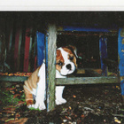 BULLDOG POSTIKORTTI - pikkukuva 1