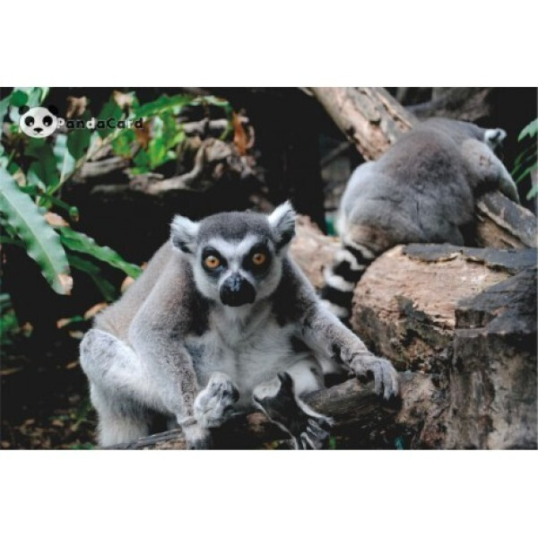 Puoliapinat (Lemuridae?)  #3021#