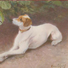 Bruno Liljefors Hundporträtt - pikkukuva 1