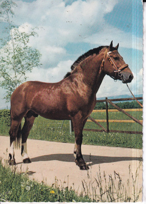 Hevonen. Kokokuva , e311