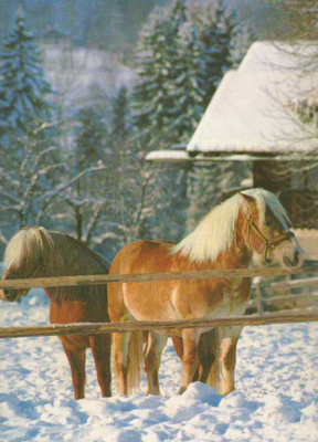 HEVONEN POSTIKORTTI - HAFLINGER