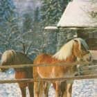 HEVONEN POSTIKORTTI - HAFLINGER - pikkukuva 1