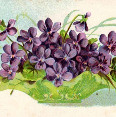 ORVOKKI / Suunnattoman kauniit kohopainetut orvokit. 1900-l.