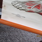 Anatomiska över Människruppen 50x152 cm - pikkukuva 3