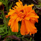 Isosamettikukka (Tagetes erecta), siemeniä 50 kpl - pikkukuva 2
