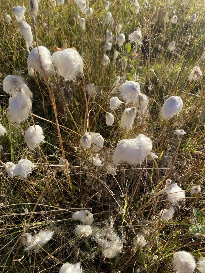 Töppövilla (Eriophorum scheuchzeri), siemeniä 50 kpl