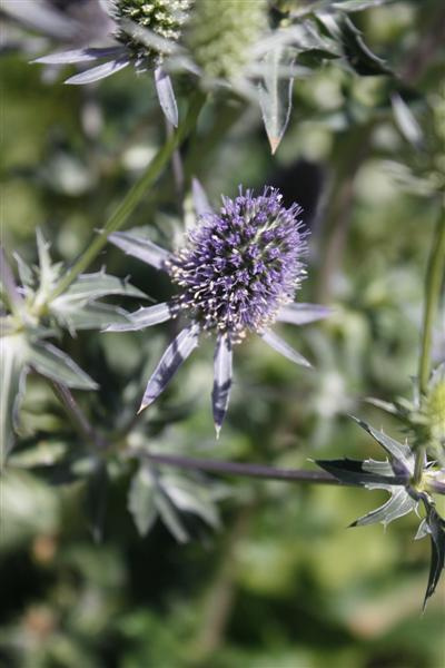 Sinipiikkiputki (Eryngium planum), siemeniä 50 kpl